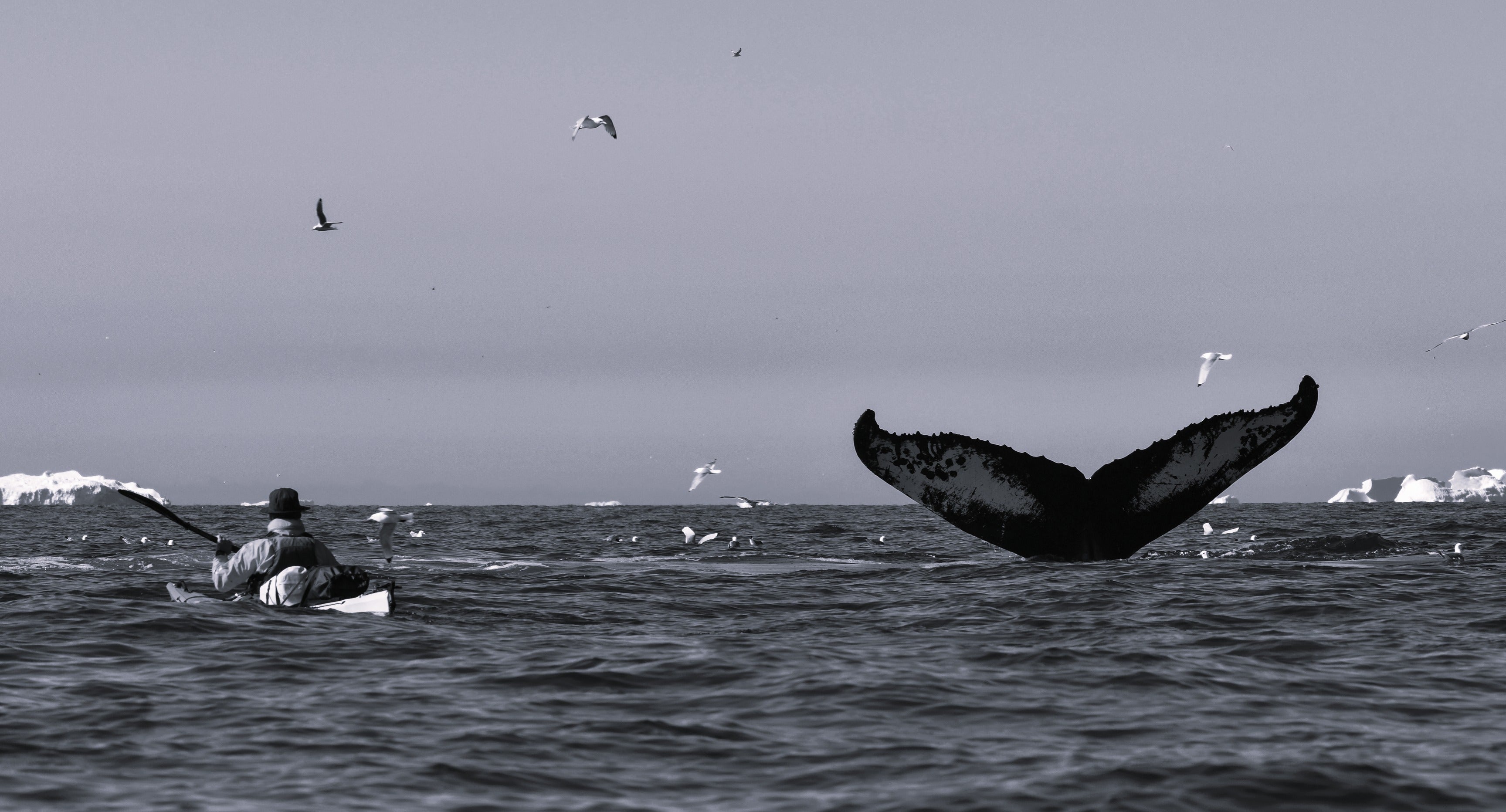 Danser dans la baie de Disko...en kayak de mer!